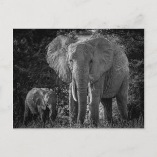 MOEDER EN BABY ELEPHANTS - ZWART EN WITTE BRIEFKAART