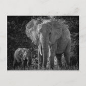 MOEDER EN BABY ELEPHANTS - ZWART EN WITTE BRIEFKAART (Voorkant)