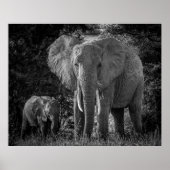 MOEDER EN BABY ELEPHANTS - ZWART EN WITTE POSTER (Voorkant)