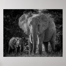 MOEDER EN BABY ELEPHANTS - ZWART EN WITTE