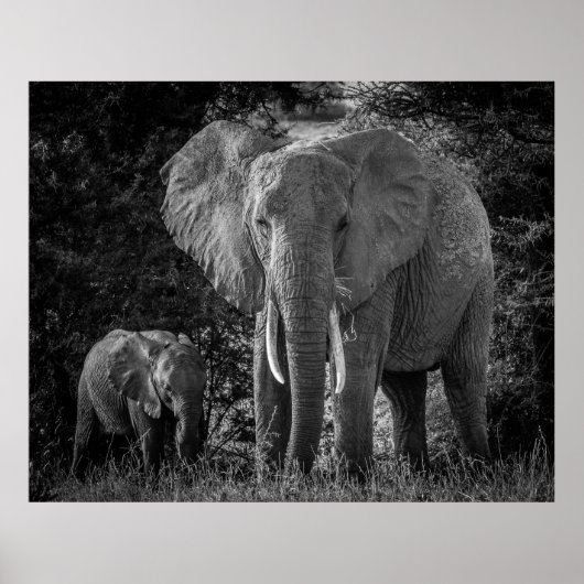 MOEDER EN BABY ELEPHANTS - ZWART EN WITTE POSTER (Voorkant)