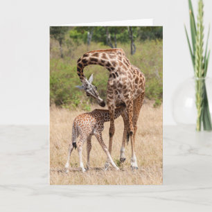 Moeder en baby-giraffe in Kenia Kaart