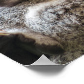 Moeder en baby joey koalas slaappelen poster (Hoek)