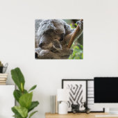 Moeder en baby joey koalas slaappelen poster (Thuiskantoor)