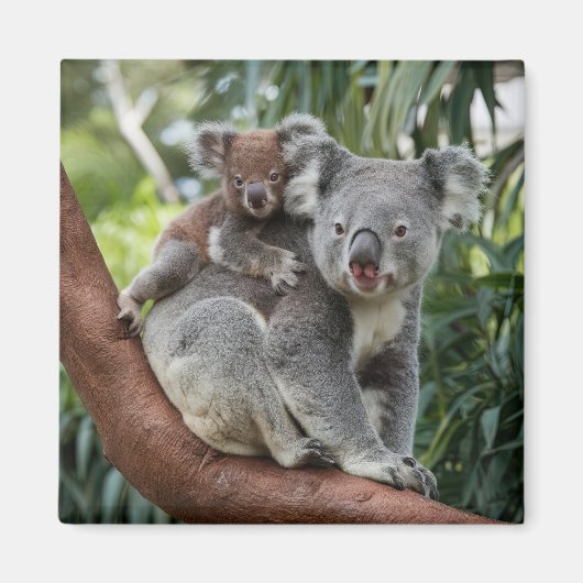 Moeder en Baby Koala Beer Magneet (Voorkant)