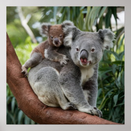 Moeder en Baby Koala Beer Poster