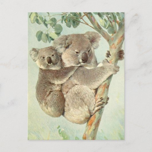 Moeder en Baby Koala  Briefkaart (Voorkant)