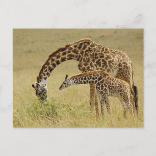 Moeder en baby Masai Giraffe, Giraffa Briefkaart