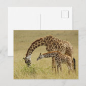 Moeder en baby Masai Giraffe, Giraffa Briefkaart (Voorkant / Achterkant)