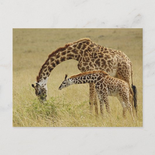 Moeder en baby Masai Giraffe, Giraffa Briefkaart (Voorkant)