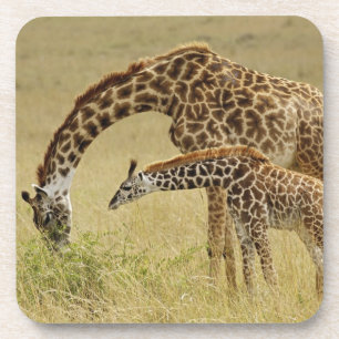 Moeder en baby Masai Giraffe, Giraffa Drankjes Onderzetter