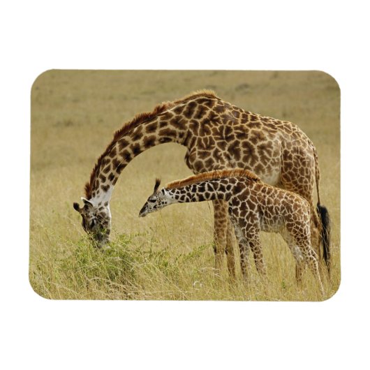 Moeder en baby Masai Giraffe, Giraffa Magneet (Horizontaal)