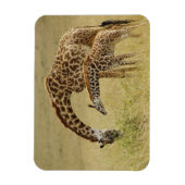 Moeder en baby Masai Giraffe, Giraffa Magneet (Verticaal)