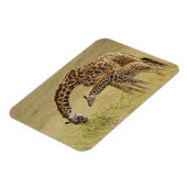 Moeder en baby Masai Giraffe, Giraffa Magneet (Linkerzijde)