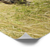 Moeder en baby Masai Giraffe, Giraffa Poster (Hoek)