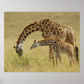 Moeder en baby Masai Giraffe, Giraffa Poster (Voorkant)