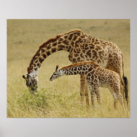 Moeder en baby Masai Giraffe, Giraffa Poster (Voorkant)