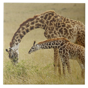 Moeder en baby Masai-giraffe, Giraffa Tegeltje