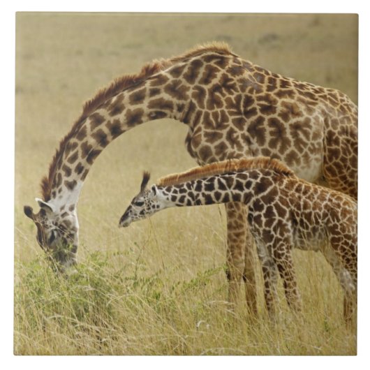 Moeder en baby Masai-giraffe, Giraffa Tegeltje (Voorkant)