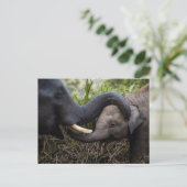 Moeder en Baby olifant die een aandoening vertoont Briefkaart (Staand voorkant)