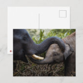 Moeder en Baby olifant die een aandoening vertoont Briefkaart (Voorkant / Achterkant)
