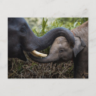 Moeder en Baby olifant die een aandoening vertoont Briefkaart