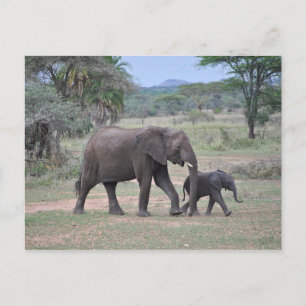 Moeder en Baby Olifant Foto Briefkaart