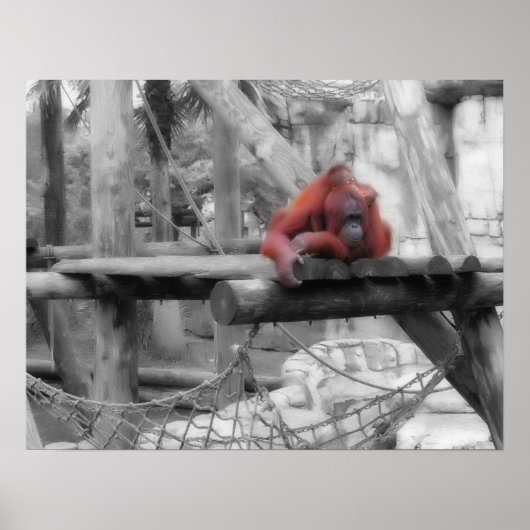 Moeder en Baby orang-oetan Poster (Voorkant)