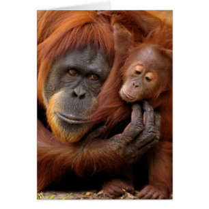 Moeder en Baby Orangutan