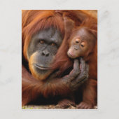 Moeder en Baby Orangutan Briefkaart (Voorkant)