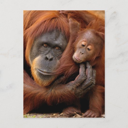 Moeder en Baby Orangutan Briefkaart (Voorkant)