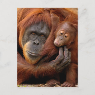 Moeder en Baby Orangutan Briefkaart