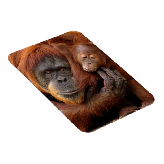 Moeder en Baby Orangutan Magneet (Rechterzijde)