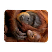 Moeder en Baby Orangutan Magneet (Horizontaal)