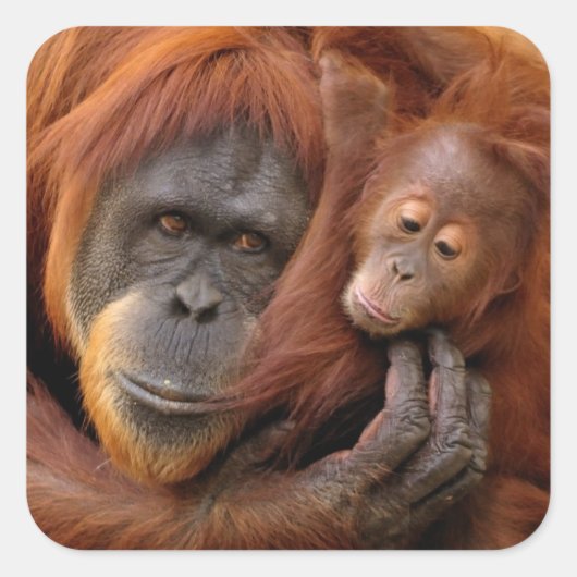Moeder en Baby Orangutan Vierkante Sticker (Voorkant)