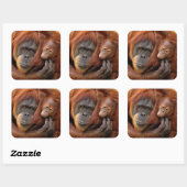 Moeder en Baby Orangutan Vierkante Sticker (Vel)