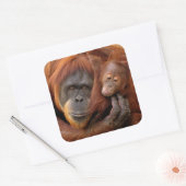 Moeder en Baby Orangutan Vierkante Sticker (Envelop)