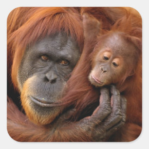 Moeder en Baby Orangutan Vierkante Sticker