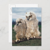 Moeder en Baby Owl Briefkaart (Voorkant / Achterkant)