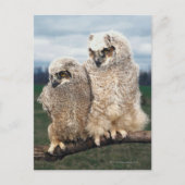 Moeder en Baby Owl Briefkaart (Voorkant)