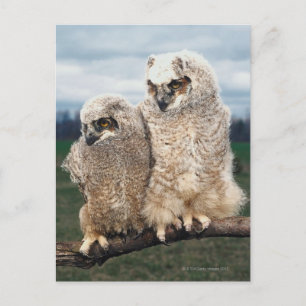 Moeder en Baby Owl Briefkaart