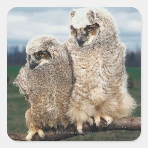 Moeder en Baby Owl Vierkante Sticker