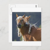 Moeder en Baby paard Briefkaart (Voorkant / Achterkant)