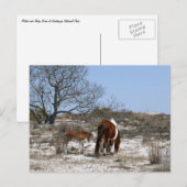 Moeder en Baby paard in Assateague Briefkaart (Voorkant / Achterkant)