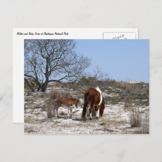 Moeder en Baby paard in Assateague Briefkaart (Voorkant / Achterkant)