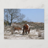 Moeder en Baby paard in Assateague Briefkaart (Voorkant)