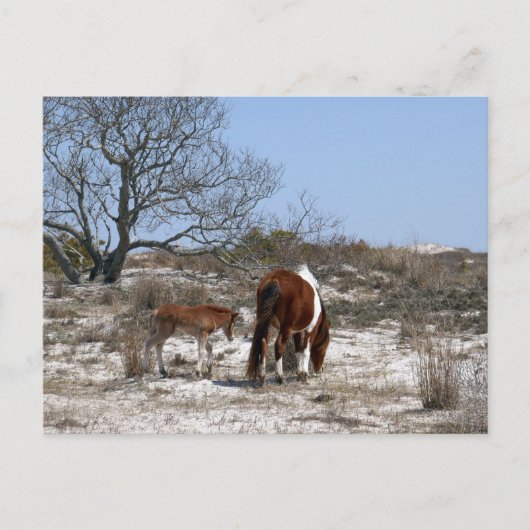 Moeder en Baby paard in Assateague Briefkaart (Voorkant)