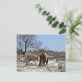 Moeder en Baby paard in Assateague Briefkaart (Staand voorkant)