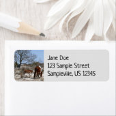 Moeder en Baby paard in Assateague Etiket (Insitu)