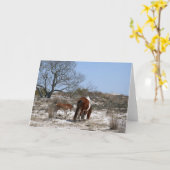 Moeder en Baby paard in Assateague Kaart (Gele Bloem)